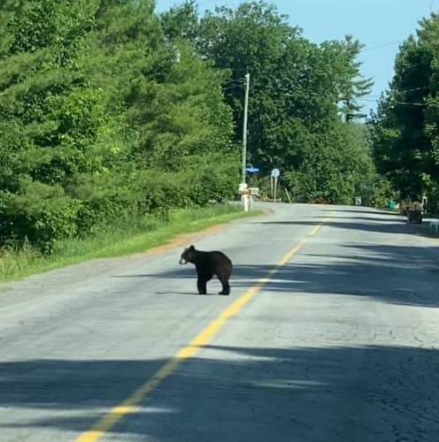 Black Bear sighting