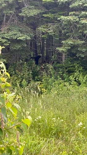 Black Bear sighting