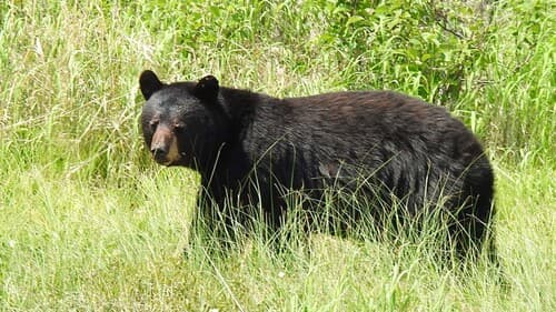 Black Bear sighting