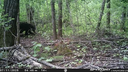 Black Bear sighting