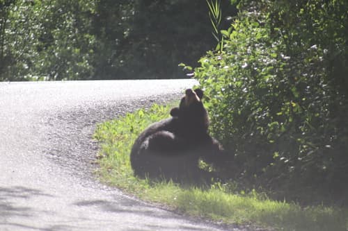 Black Bear sighting