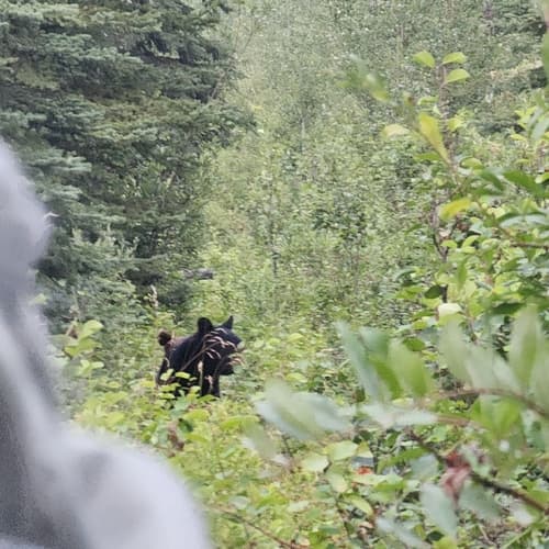 Black Bear sighting