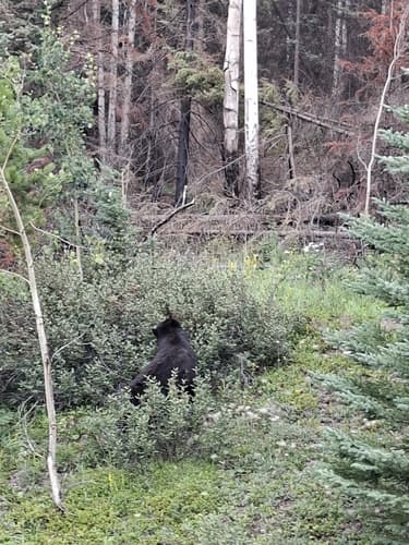 Black Bear sighting
