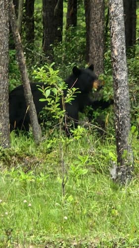 Black Bear sighting