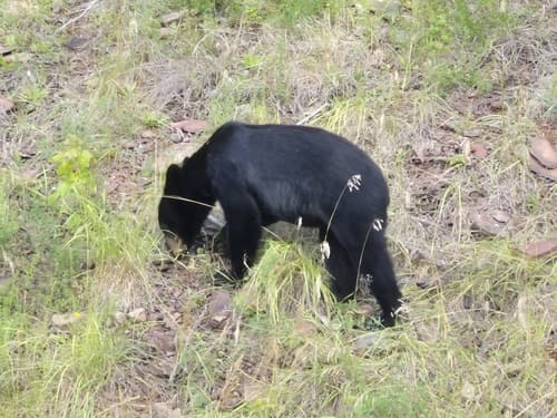 Black Bear sighting