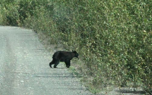 Black Bear sighting