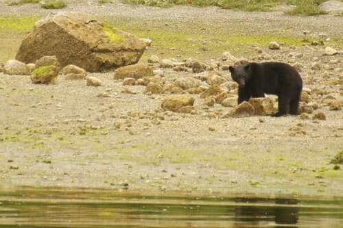 Black Bear sighting