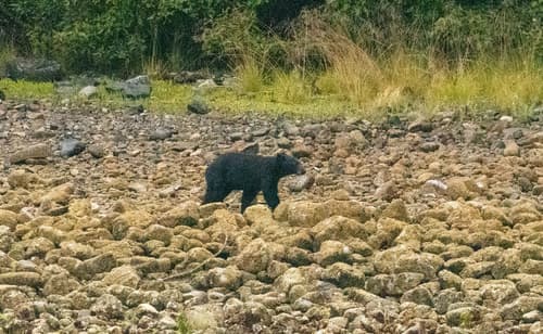 Black Bear sighting