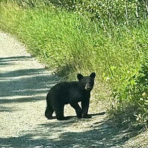 Black Bear sighting