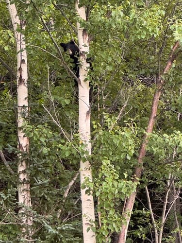 Black Bear sighting