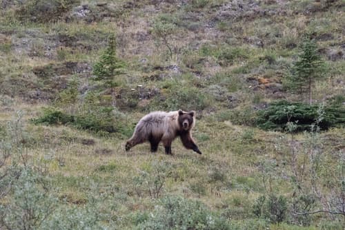 Grizzly sighting