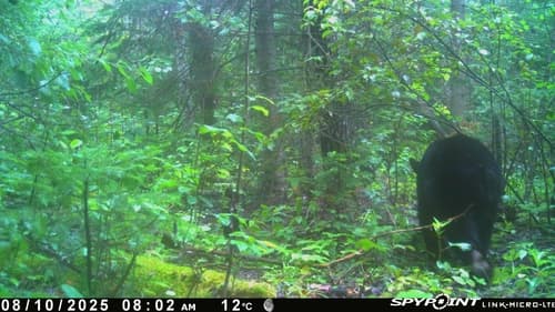Black Bear sighting