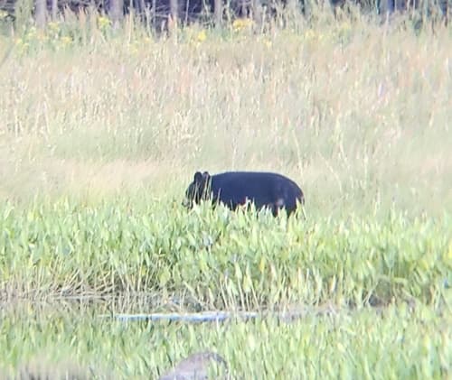 Black Bear sighting
