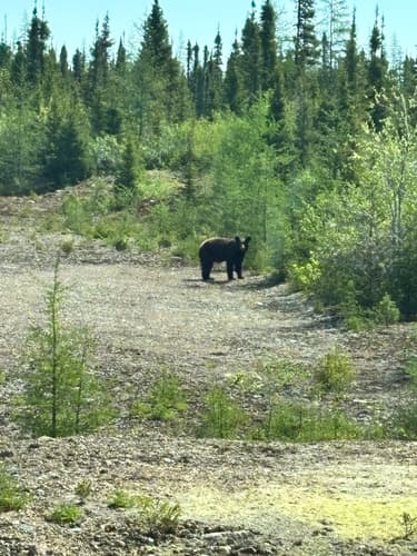 Black Bear sighting