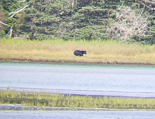Black Bear sighting