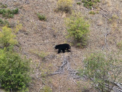Black Bear sighting