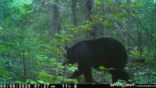Black Bear sighting