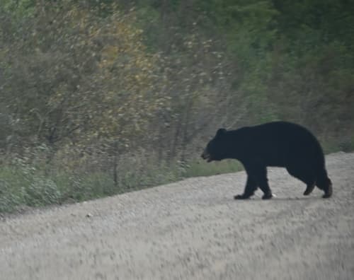 Black Bear sighting