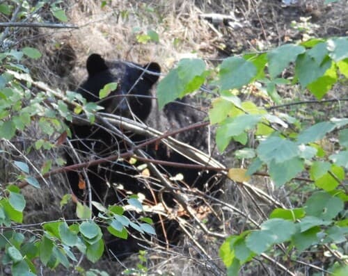 Black Bear sighting