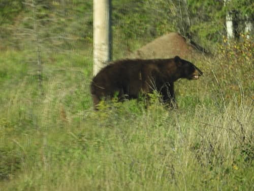 Black Bear sighting
