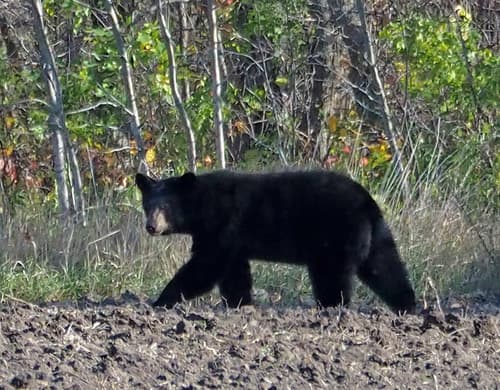 Black Bear sighting