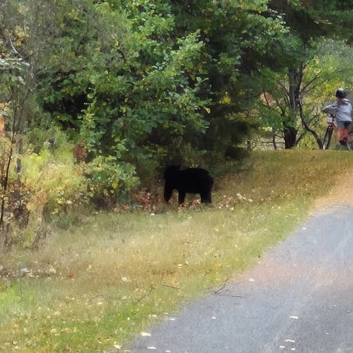 Black Bear sighting