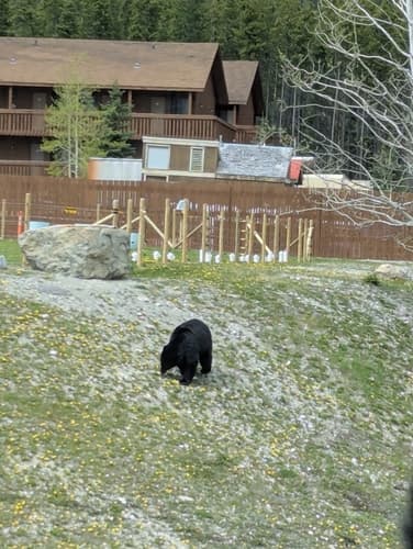 Black Bear sighting