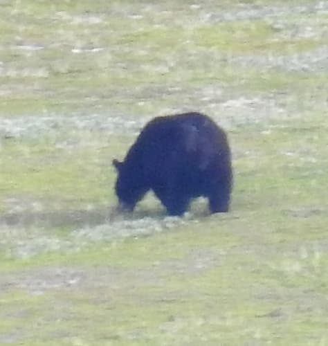 Black Bear sighting