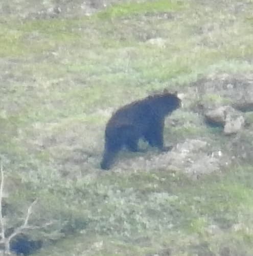Black Bear sighting