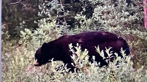 Black Bear sighting