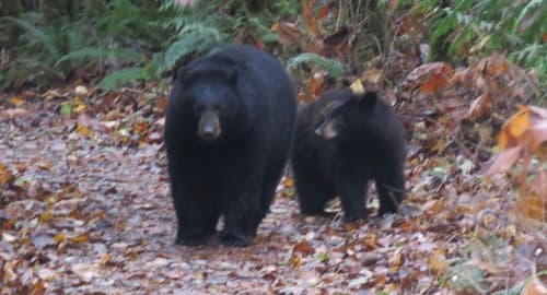 Black Bear sighting