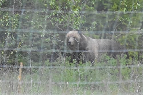 Grizzly sighting