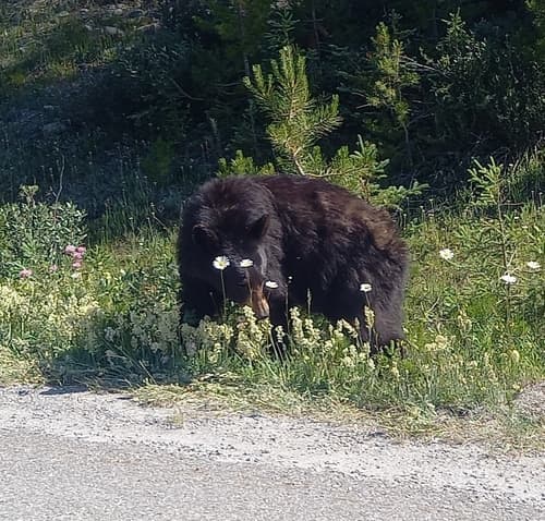 Black Bear sighting