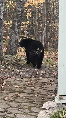 Black Bear sighting