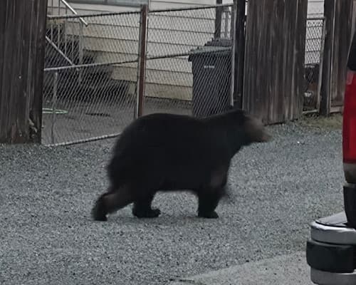 Black Bear sighting