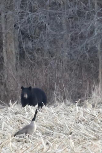 Black Bear sighting