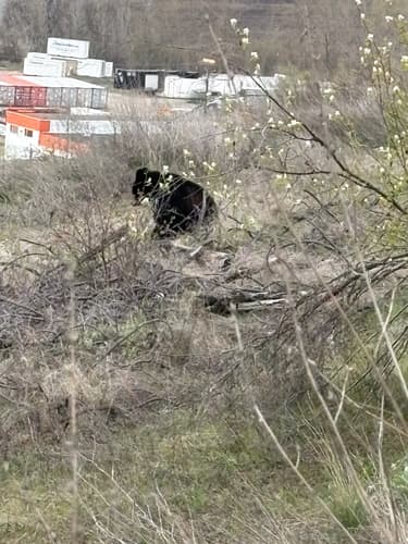 Black Bear sighting