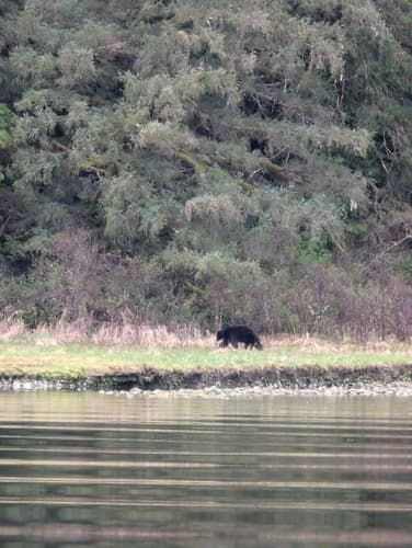 Black Bear sighting