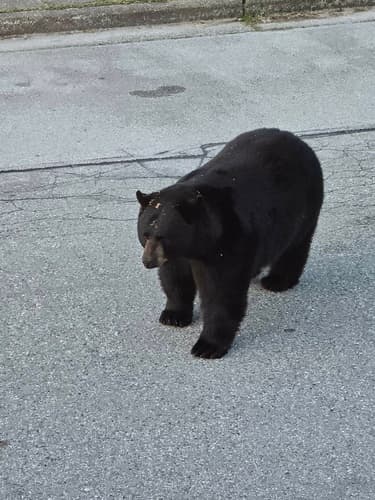 Black Bear sighting