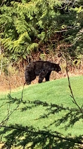 Black Bear sighting