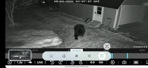 Black Bear sighting