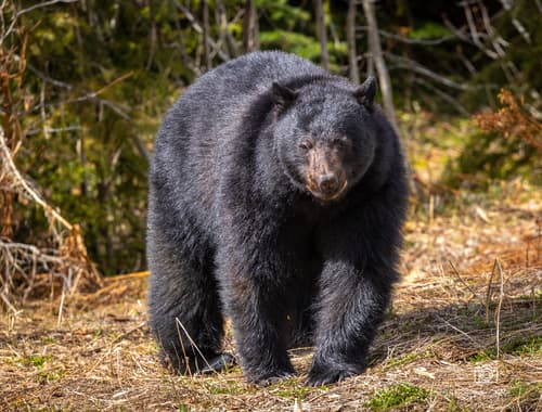 Black Bear sighting