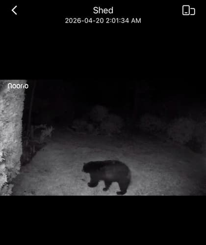 Black Bear sighting