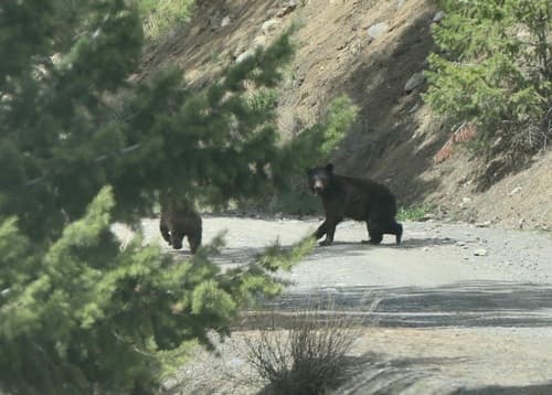 Black Bear sighting