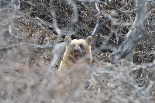 Black Bear sighting
