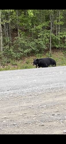 Black Bear sighting
