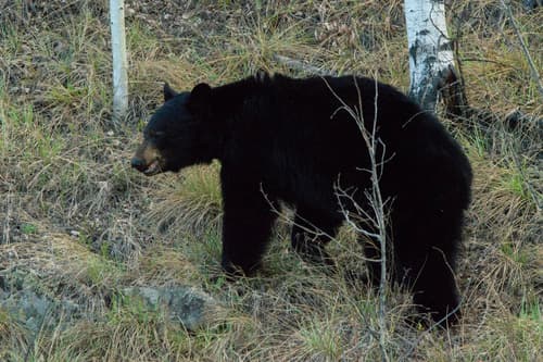Black Bear sighting