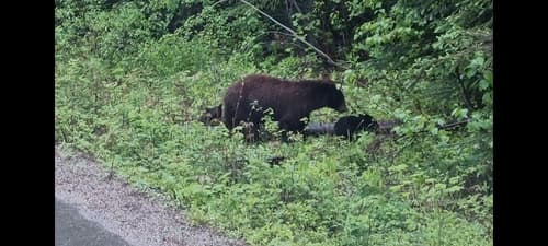 Grizzly sighting