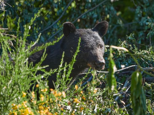 Black Bear sighting