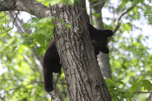 Black Bear sighting